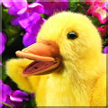 �A�q���̎q