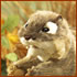  シマリス（イースタン）
