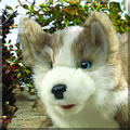 IIJ~̐Ԃ@pybg